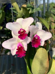 Rhyncholaeliocattleya Mayor Yamasaki