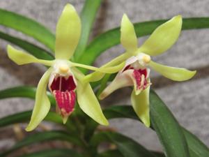 Vanda Menehue Magic