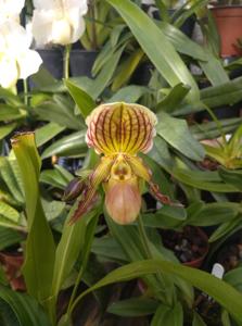 Paphiopedilum Connie