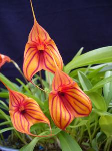 Masdevallia Golden Tiger