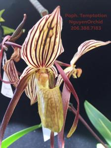 Paphiopedilum Temptation