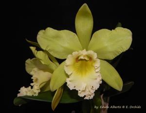 Prosrhyncholeya Orchidom Green Glade