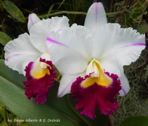 Rhyncholaeliocattleya Memoria Shirley Byrnes