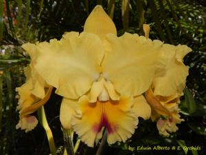 Rhyncholaeliocattleya Goldenzelle