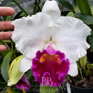 Rhyncholaeliocattleya Fabiana Lahr