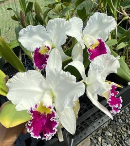 Cattleya Mildred Rives