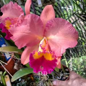 Cattleya Misty Girl