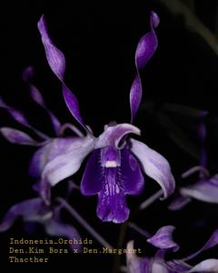 Dendrobium King Cobra