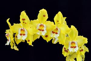 Oncidium Stonehurst Yellow