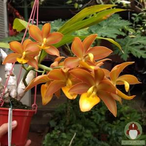 Cycnodes JEM's Pastel Rose