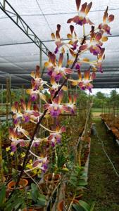 Dendrobium Neo's Gift