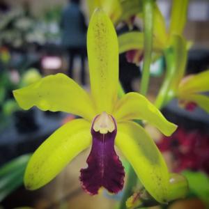 Cattleya Lemon-Lime