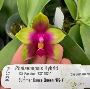 Phalaenopsis KS Passion Queen