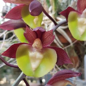 Catasetum Pileabrosum Green