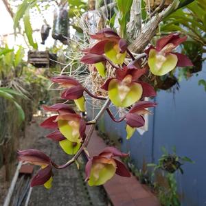 Catasetum Pileabrosum Green