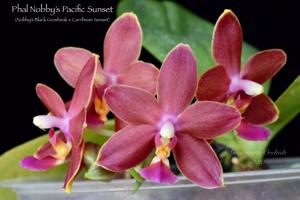 Phalaenopsis Nobby's Pacific Sunset