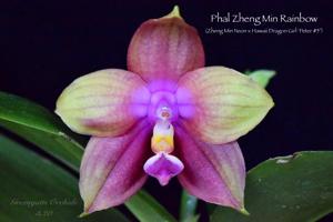 Phalaenopsis Zheng Min Rainbow