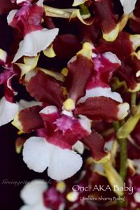 Oncidium Aka Baby