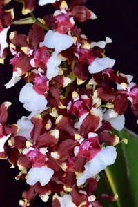 Oncidium Aka Baby