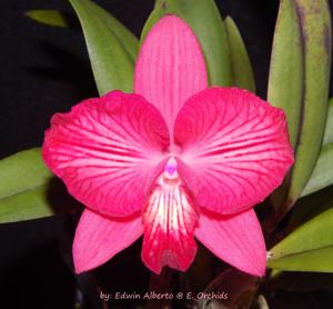 Cattleya Cosmos