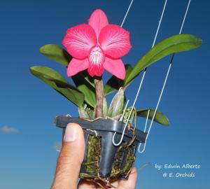 Cattleya Cosmos