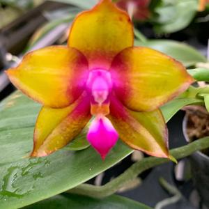 Phalaenopsis Miro Sun Set