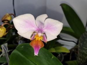 Phalaenopsis Artemis