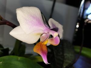 Phalaenopsis Artemis