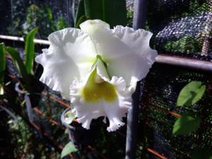 Cattleya White Diamonds