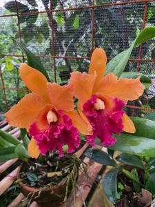 Rhyncholaeliocattleya Linda Fisk