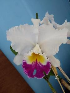 Rhyncholaeliocattleya Pastoral