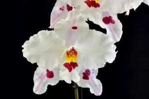 Oncidium Quistrum