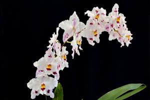 Oncidium Quistrum