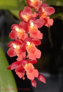 Leomesezia Lava Burst