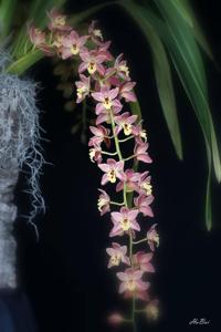 Cymbidium Memoria Thuy-Hong Bui