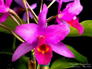 Guarianthe laelioides