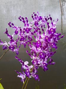 Dendrobium Indonesia Damai