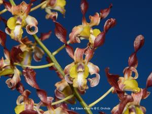 Dendrobium Rambo