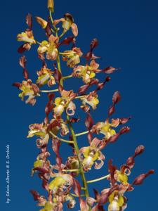 Dendrobium Rambo