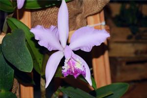 Cattleya Reine Hortense