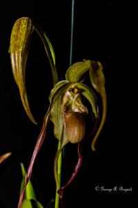 Phragmipedium Leslie Garay