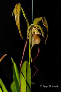 Phragmipedium Leslie Garay