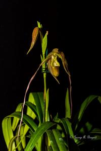 Phragmipedium QF John Taylor