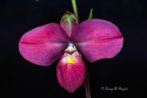 Phragmipedium Haley Decker