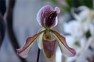 Paphiopedilum J. Bartels