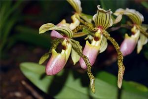 Paphiopedilum Florento