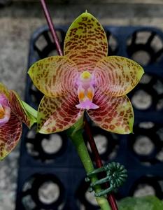 Phalaenopsis Mituo Gigan Reflex