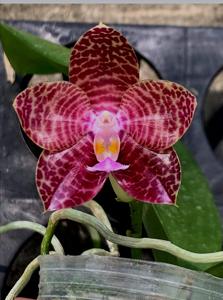 Phalaenopsis Mituo Gigan Reflex