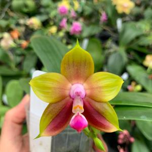 Phalaenopsis Mituo Obsidian