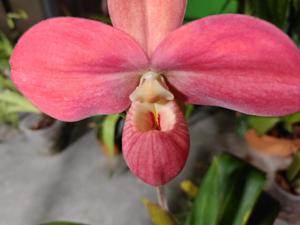 Phragmipedium Peruflora's Cirila Alca